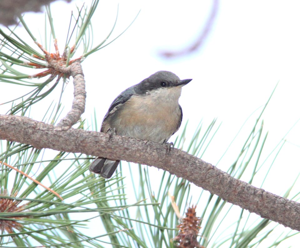 NUTHATCH, PYGMY (9-2212)  near barfoot junction, chiricahua mts, cochise co, az -01