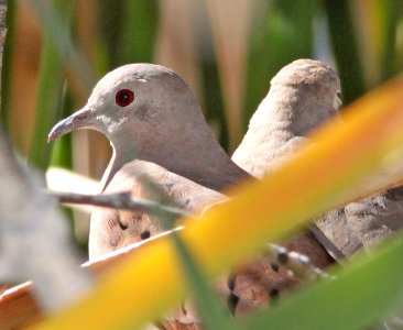 DOVE, RUDDY GROUND (12-19-12) patagonia lake, scc, az -03
