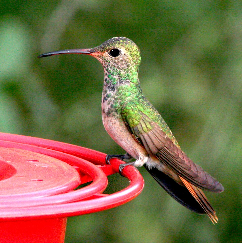 509 - BUFF-BELLIED HUMMINGBIRD (1-9-09) frontera aud, weslaco, tx