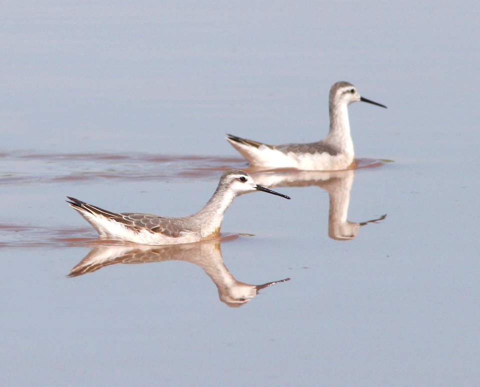 340 - WILSON'S PHALAROPE (8-2-12) san rafael grassland, scc, az  (1)