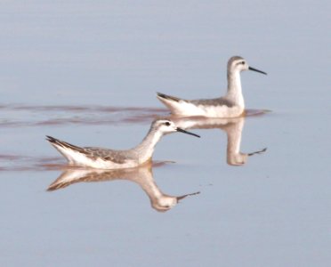 340 - WILSON'S PHALAROPE (8-2-12) san rafael grassland, scc, az  (1)