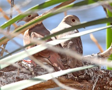 DOVE, RUDDY GROUND (12-19-12) patagonia lake, scc, az -01