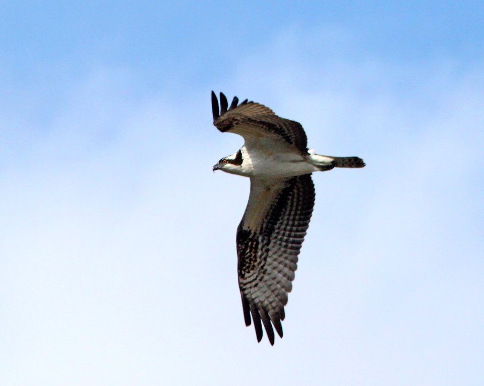 OSPREY (11-10-12) patagonia lake, scc, az -02
