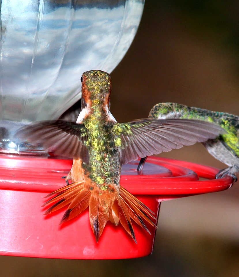 505 - ALLEN'S HUMMINGBIRD (7-25-11) 78 circulo montana, patagonia lake ranch estates, scc, az - (5)