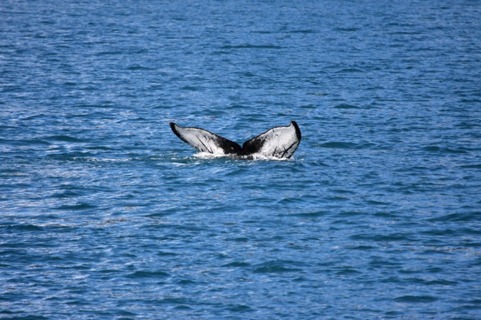 Humpback whale flukesHumpback whale flukes