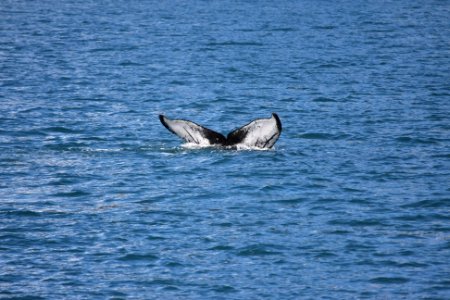 Humpback whale flukesHumpback whale flukes photo