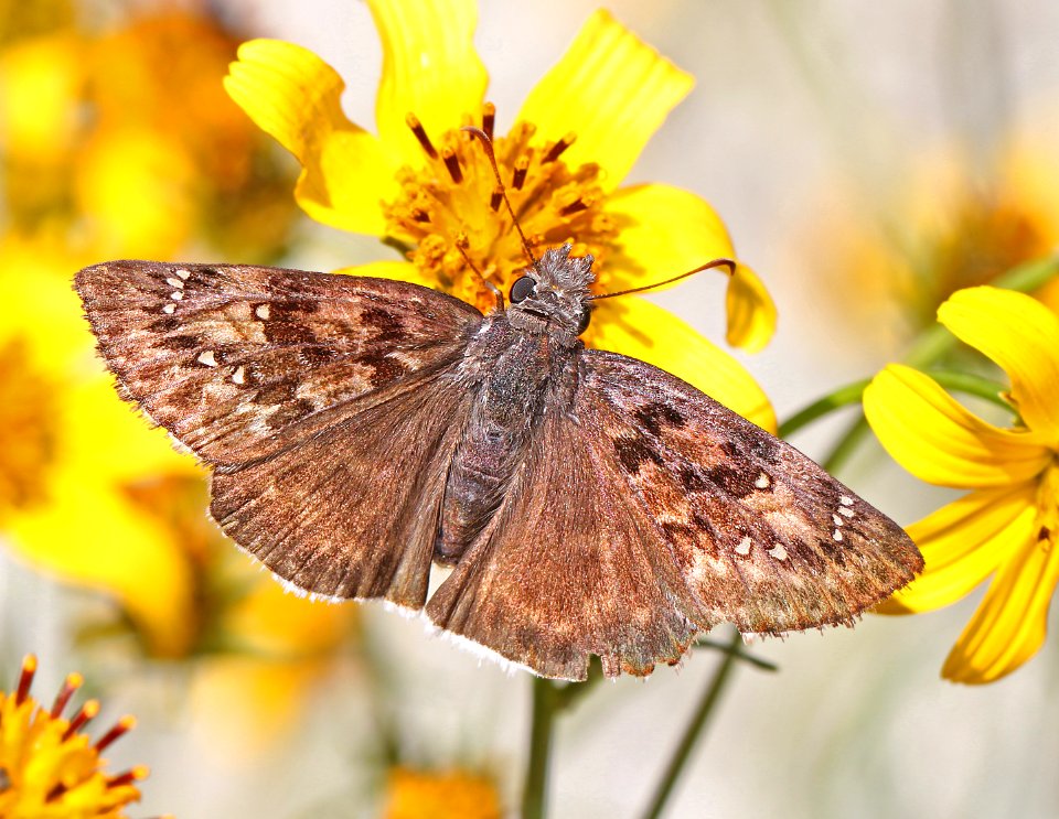 DUSKYWING, MOURNFUL (Erynnis tristis) (10-20-12) california gulch, w of nogales, scc, az -01
