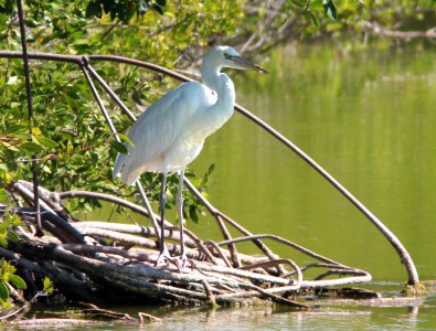 181 - GREAT BLUE HERON (3-8-13) great white form, key west, monroe co, fl  (1)