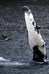 Humpback Whale photo