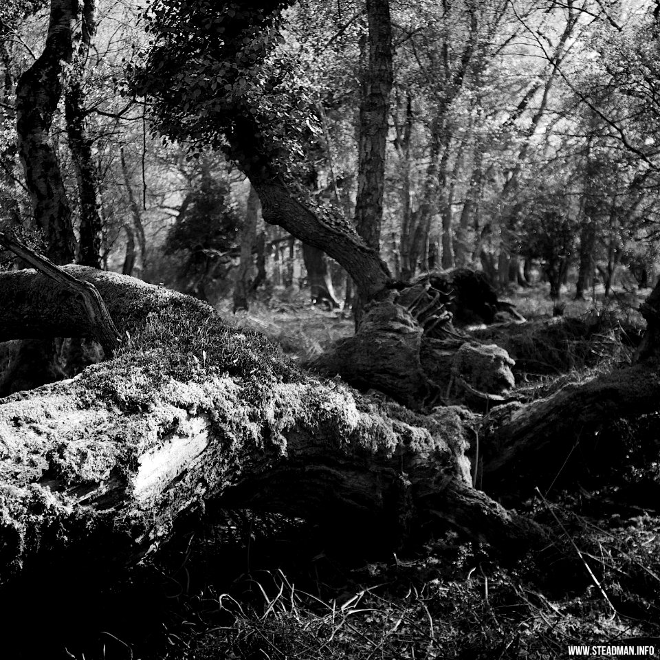 RAF Beaulieu And New Forest