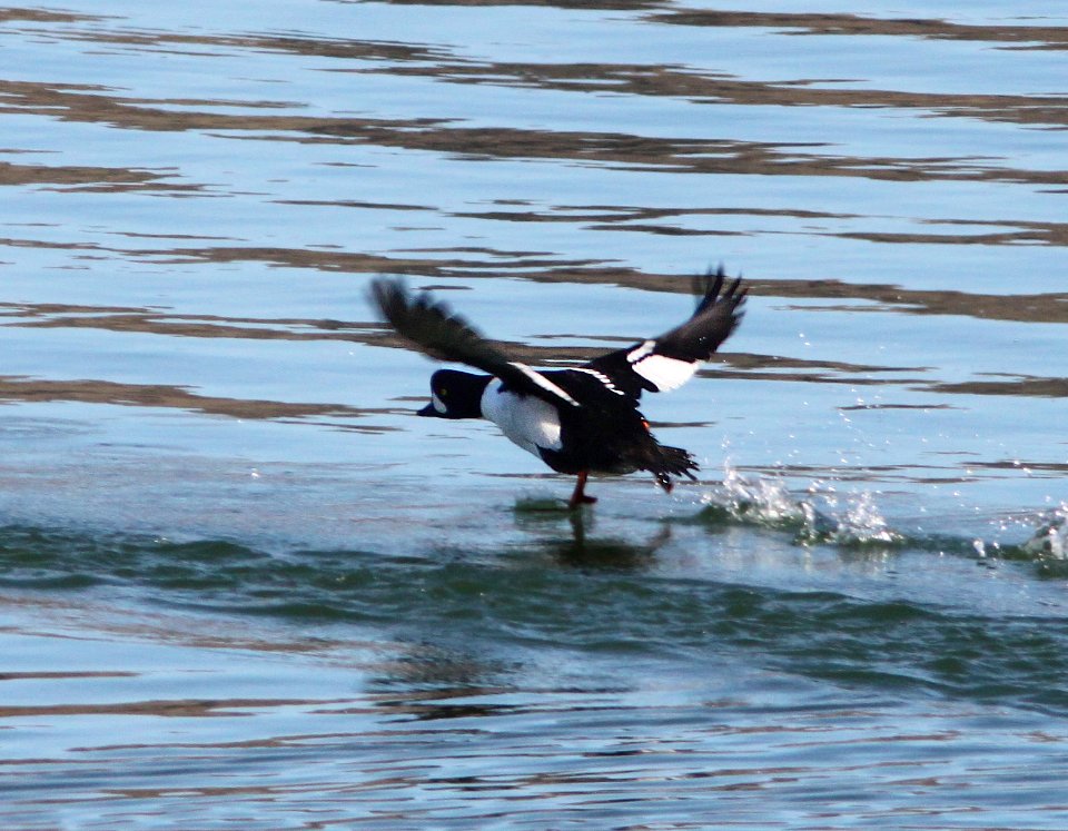 GOLDENEYE, BARROW'S (11-20-12) lake havasu at parker dam, az - (2)