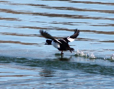 GOLDENEYE, BARROW'S (11-20-12) lake havasu at parker dam, az - (2)