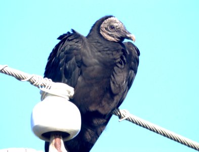 202 - BLACK VULTURE (1-8-09) laguna atascosa, tx