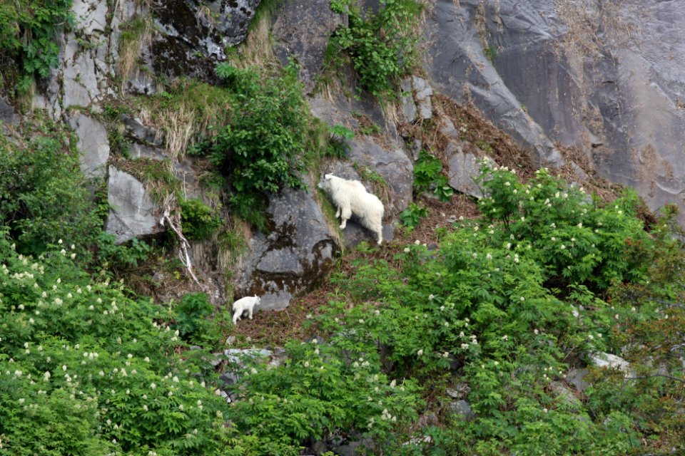 Mountain goats