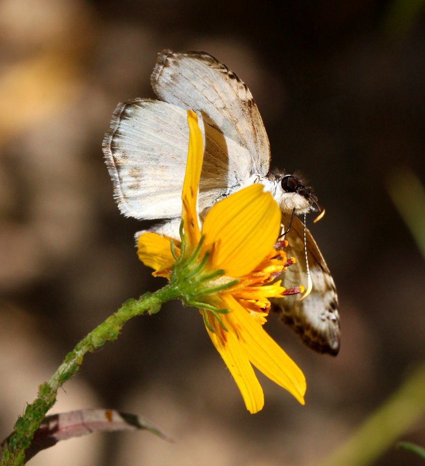 SKIPPER, WHITE-PATCHED (Chiomara georgina) (10-30-12) sycamore cyn off ruby road, scc, az -07