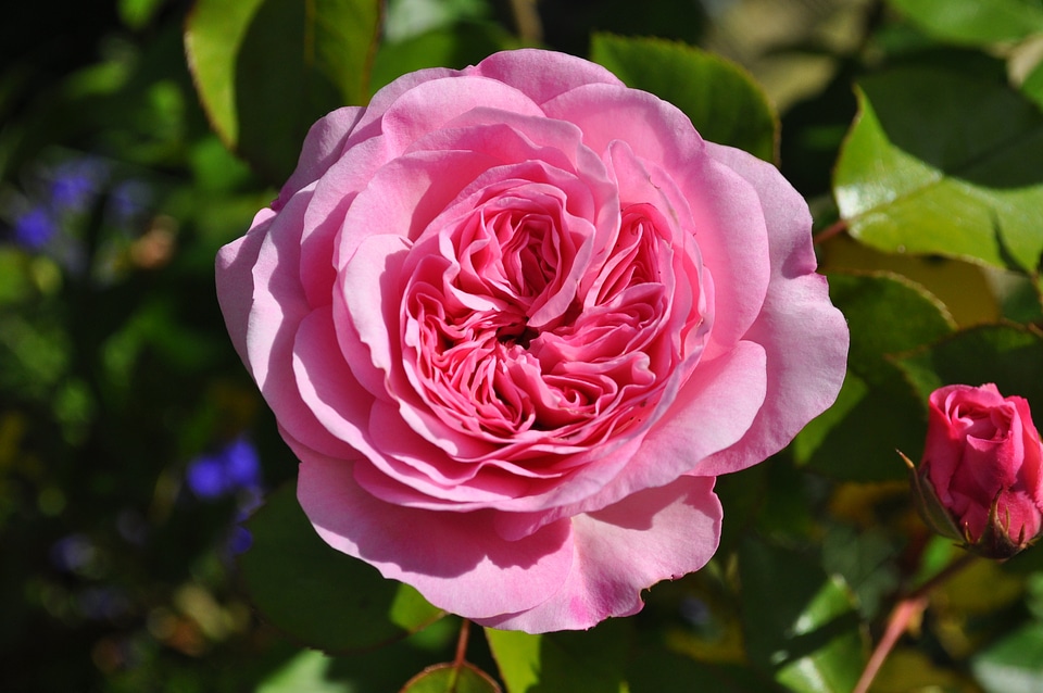 Pink blossom bloom