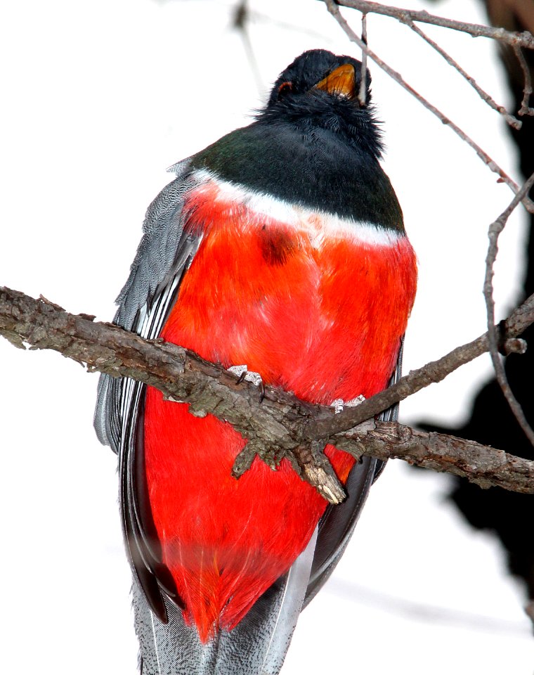 514 - ELEGANT TROGON (5-11-13) temporal gulch, snta cruz co, az -03