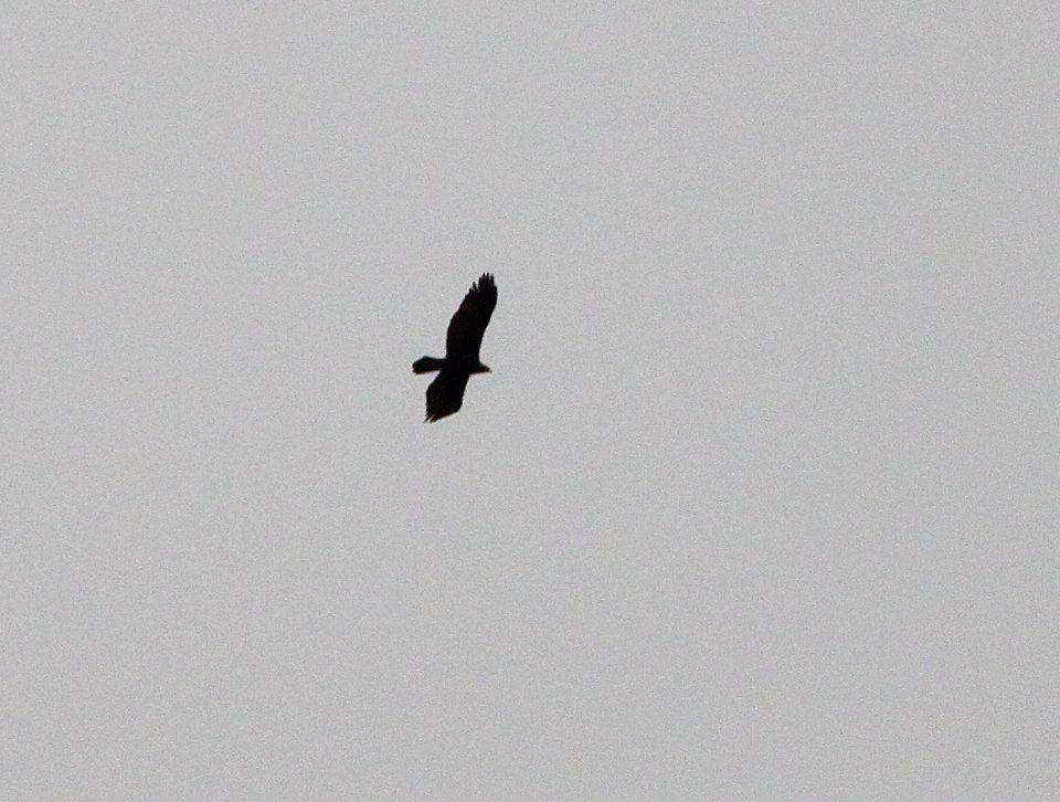 EAGLE, GOLDEN (12-15-12) below dam, patagonia lake, scc, az -02