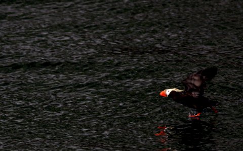 Tufted Puffin