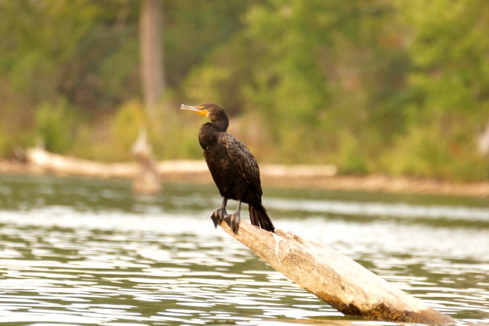 Double-crested Cormorant (Phalacrocorax auritus)- Black Hill Regional Park - Boyds MD