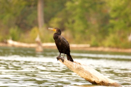 Double-crested Cormorant (Phalacrocorax auritus)- Black Hill Regional Park - Boyds MD