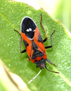 SMALL MILKWEED BUG (Lygaeus kalmii) (5-8-13) 78 circulo montana, patagonia lake ranch estates, scc, az (1)