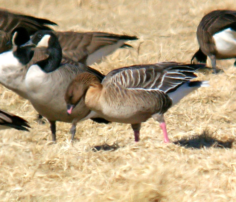 007 - PINK-FOOTED GOOSE (2-11-07) rhode island (3)