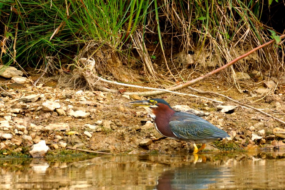Green Heron (Butorides virescens) - Fishing