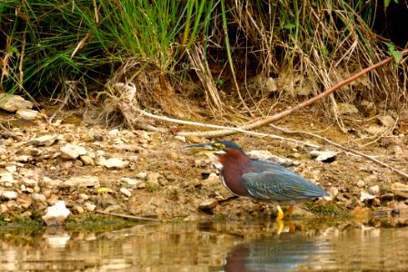 Green Heron (Butorides virescens) - Fishing