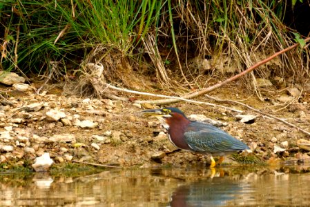 Green Heron (Butorides virescens) - Fishing photo