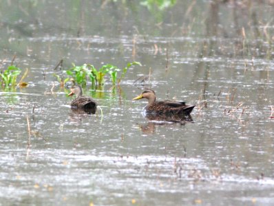 030 - MOTTLED DUCK (2-20-08) santa ana, tx (2)