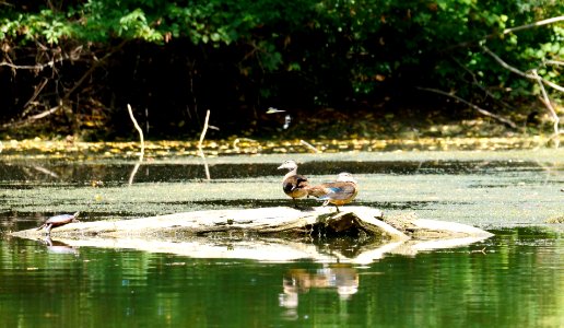 Turtle hanging out with the female wood ducks