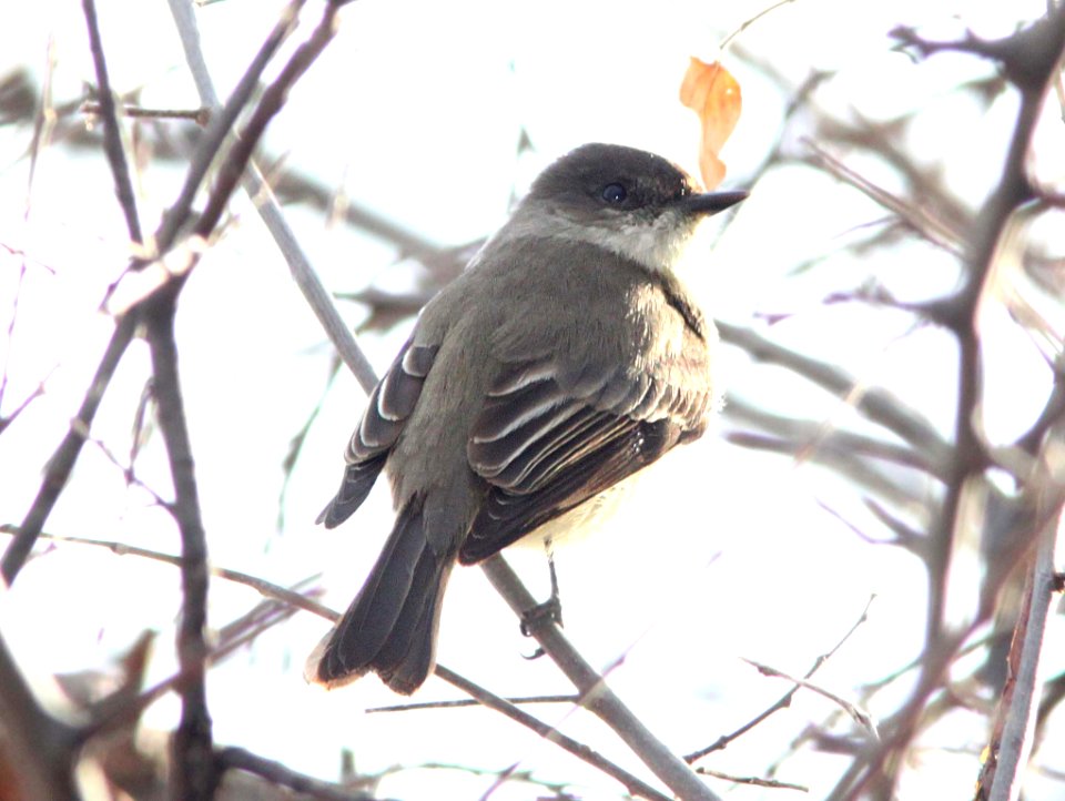PHOEBE, EASTERN (1-28-12) patagonia-sonoita creek preserve, scc, az -04