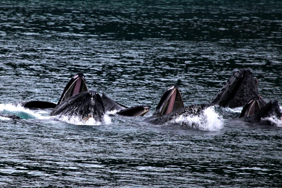 Humpback whales "bubble-net" feeding