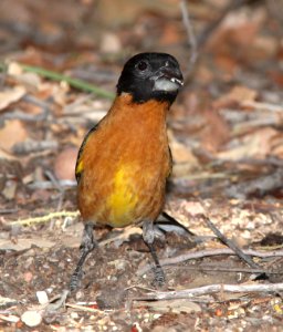 920 - BLACK-HEADED GROSBEAK (4-26-13) sunny flats cg, cave creek, cochise co, az  (3)