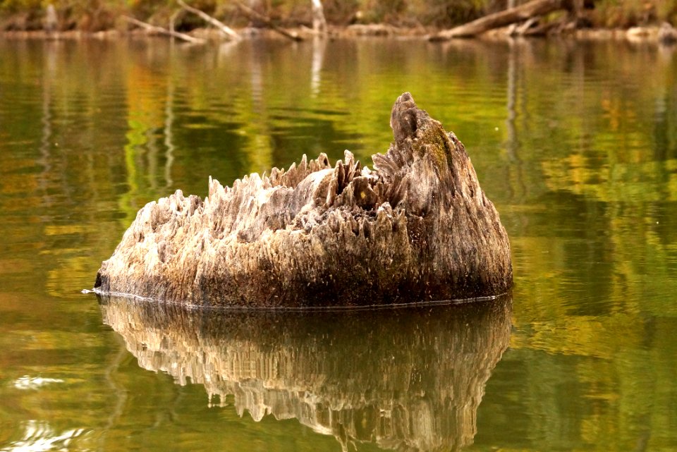 Little Seneca Lake Stump - Black Hill Regional Park