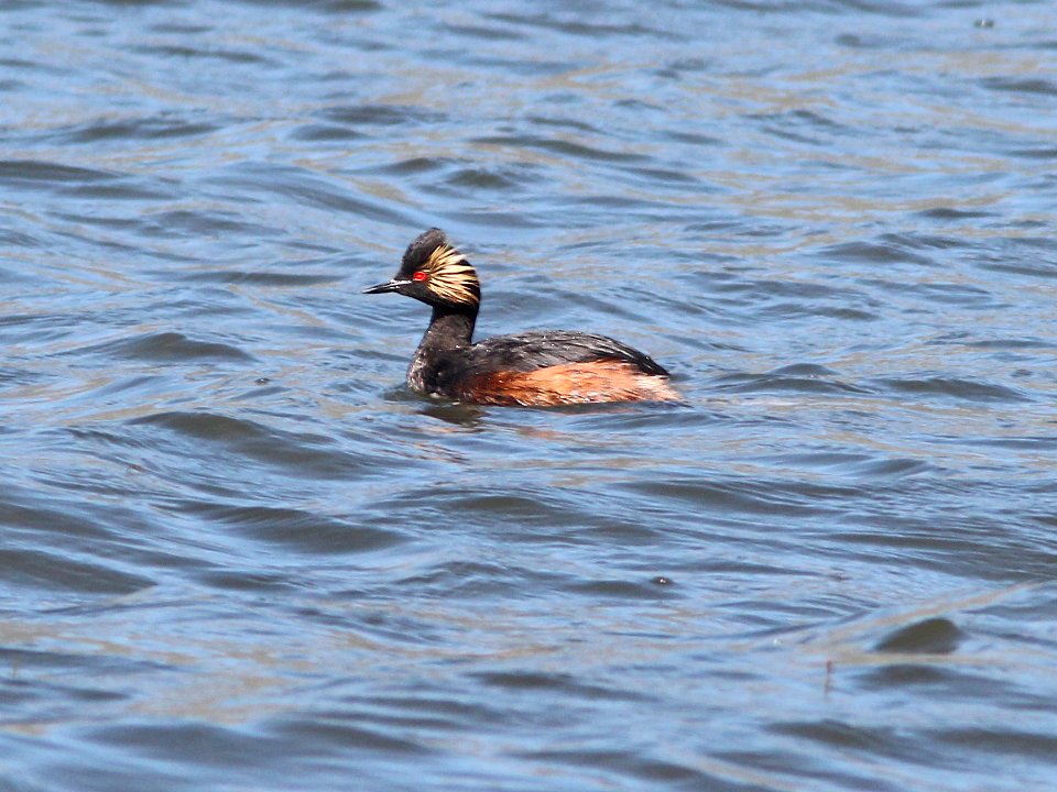 099 - EARED GREBE (6-6-13) koosharem reservoir, sevier co, ut  (1)