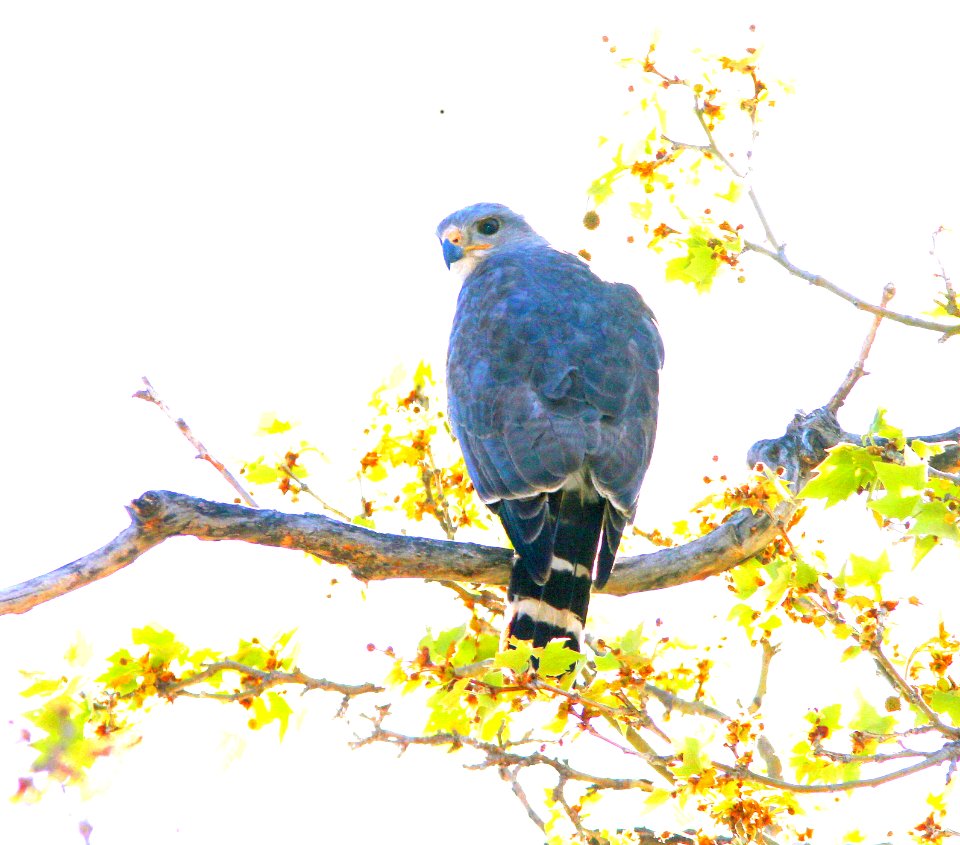 225 - GRAY HAWK (4-18-13) kino springs, scc, az