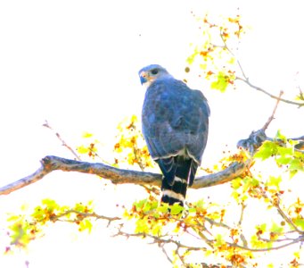 225 - GRAY HAWK (4-18-13) kino springs, scc, az