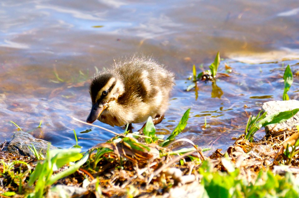 Mallard Duckling