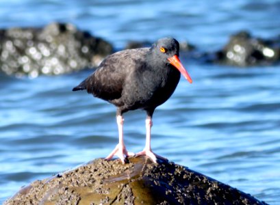 272 - BLACK OYSTERCATCHER (11-23-09) estero bluffs state park, slo co, ca (1)