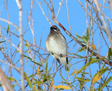 WAXWING, CEDAR (11-26-11) patagonia lake, scc, az -01