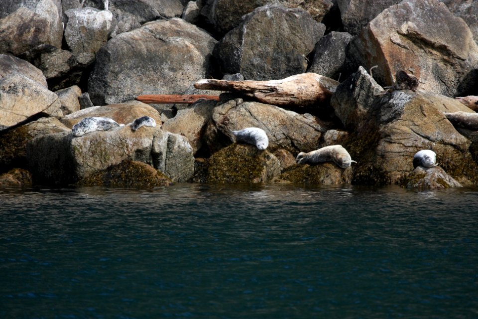 Harbor Seals