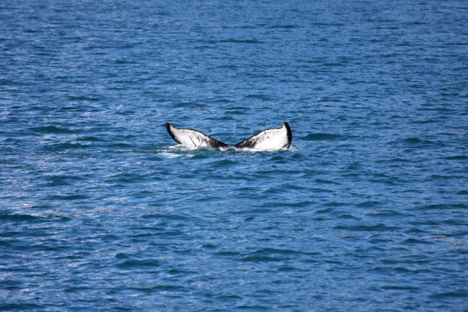 Humpback whale flukes
