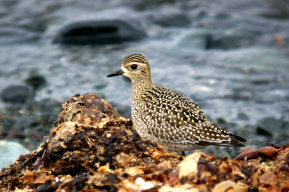 257 - PACIFIC GOLDEN PLOVER (9-06) ak (3)