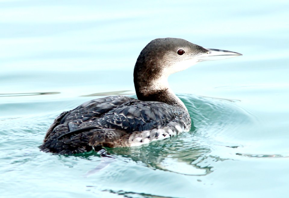 093 - COMMON LOON (1-9-10) morro bay, sloco, ca (3)