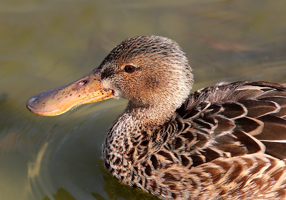 034 - NORTHERN SHOVELER (3-26-13) turnbull birding center, port aransas, nueces co, tx  (10)