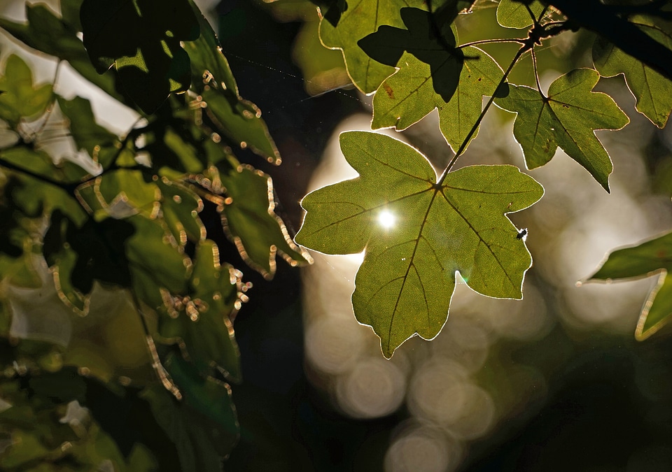 Backlighting green leaf plant