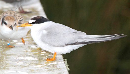 379 - LEAST TERN (8-22-09) adult, oso flaco, slo co, ca
