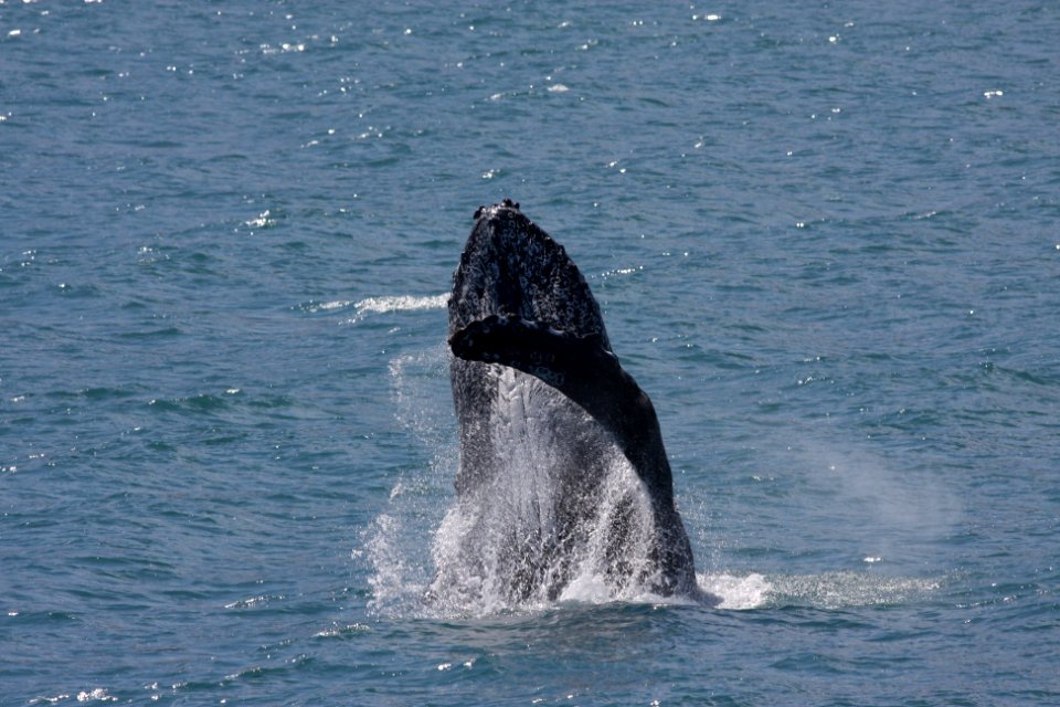Humpback breaching